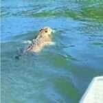 A majestosa felina mostrou habilidade digna de atleta olímpico ao nadar ao lado de uma embarcação, arrancando suspiros e aplausos de quem assistia à cena única na natureza.