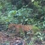 Flagrante mostra onça se exibindo para câmeras na mata de Costa Rica