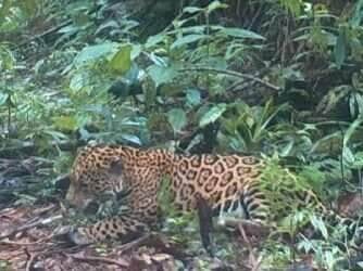 Flagrante mostra onça se exibindo para câmeras na mata de Costa Rica