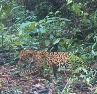 Flagrante mostra onça se exibindo para câmeras na mata de Costa Rica