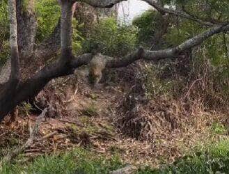 Em cena digna de documentário, turistas flagraram uma onça-pintada saltando de uma árvore direto sobre um jacaré desatento. A ação selvagem e precisa deixou todos de queixo caído.