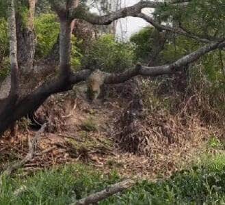 Em cena digna de documentário, turistas flagraram uma onça-pintada saltando de uma árvore direto sobre um jacaré desatento. A ação selvagem e precisa deixou todos de queixo caído.