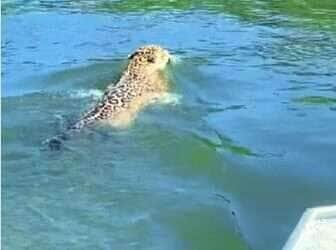 A majestosa felina mostrou habilidade digna de atleta olímpico ao nadar ao lado de uma embarcação, arrancando suspiros e aplausos de quem assistia à cena única na natureza.