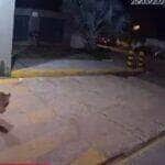 Moradores de Imperatriz (MA) levaram um susto ao ver uma onça-pintada caminhando tranquilamente por um condomínio. Desnorteada, a felina parecia procurar o caminho de volta para a mata. Câmeras registraram o passeio inusitado, e as imagens rapidamente tomaram conta da internet.