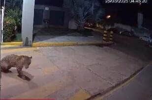 Moradores de Imperatriz (MA) levaram um susto ao ver uma onça-pintada caminhando tranquilamente por um condomínio. Desnorteada, a felina parecia procurar o caminho de volta para a mata. Câmeras registraram o passeio inusitado, e as imagens rapidamente tomaram conta da internet.