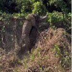 Turistas registram momento impressionante no Pantanal: onça-pintada mostra força ao carregar jacaré por barranco e ensina, na prática, a dura lei da sobrevivência na natureza selvagem.