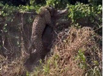 Turistas registram momento impressionante no Pantanal: onça-pintada mostra força ao carregar jacaré por barranco e ensina, na prática, a dura lei da sobrevivência na natureza selvagem.