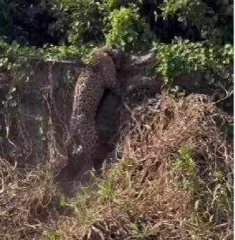 Turistas registram momento impressionante no Pantanal: onça-pintada mostra força ao carregar jacaré por barranco e ensina, na prática, a dura lei da sobrevivência na natureza selvagem.