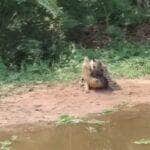 Em mais um espetáculo da natureza mato-grossense, uma onça-pintada surpreende ao vencer um jacaré em um embate digno de filme de ação. A cena impressionante mostra a força e a astúcia da maior predadora das Américas.