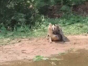 Em mais um espetáculo da natureza mato-grossense, uma onça-pintada surpreende ao vencer um jacaré em um embate digno de filme de ação. A cena impressionante mostra a força e a astúcia da maior predadora das Américas.