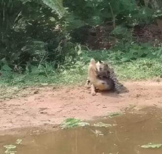Em mais um espetáculo da natureza mato-grossense, uma onça-pintada surpreende ao vencer um jacaré em um embate digno de filme de ação. A cena impressionante mostra a força e a astúcia da maior predadora das Américas.