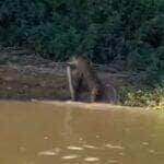 Cena impressionante foi flagrada por turistas no coração do Pantanal: uma onça-pintada arrastando uma sucuri recém abatida para dentro da mata. Um verdadeiro espetáculo da natureza pantaneira!