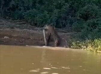 Cena impressionante foi flagrada por turistas no coração do Pantanal: uma onça-pintada arrastando uma sucuri recém abatida para dentro da mata. Um verdadeiro espetáculo da natureza pantaneira!