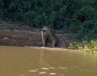 Cena impressionante foi flagrada por turistas no coração do Pantanal: uma onça-pintada arrastando uma sucuri recém abatida para dentro da mata. Um verdadeiro espetáculo da natureza pantaneira!