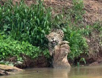 Cena inusitada mostra a felina afiando as garras com muita elegância em um tronco caído, provando que até os maiores predadores têm seu momento de vaidade