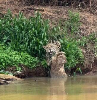 Cena inusitada mostra a felina afiando as garras com muita elegância em um tronco caído, provando que até os maiores predadores têm seu momento de vaidade