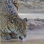 Registro raro mostra o “rei das Américas” mergulhando tranquilamente em dia de calor no Pantanal mato-grossense; cena viralizou nas redes sociais e reforça importância da preservação do bioma