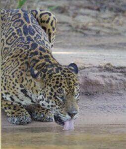 Registro raro mostra o “rei das Américas” mergulhando tranquilamente em dia de calor no Pantanal mato-grossense; cena viralizou nas redes sociais e reforça importância da preservação do bioma
