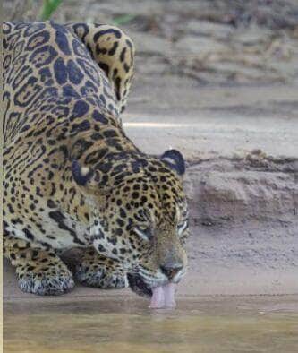 Registro raro mostra o “rei das Américas” mergulhando tranquilamente em dia de calor no Pantanal mato-grossense; cena viralizou nas redes sociais e reforça importância da preservação do bioma
