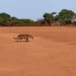 Onça-pintada dá passeio surpresa em fazenda de MT e rouba a cena dos trabalhadores