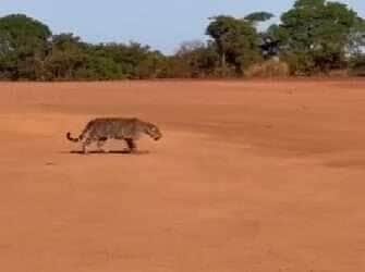 Onça-pintada dá passeio surpresa em fazenda de MT e rouba a cena dos trabalhadores