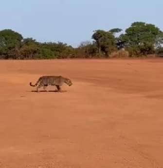 Onça-pintada dá passeio surpresa em fazenda de MT e rouba a cena dos trabalhadores