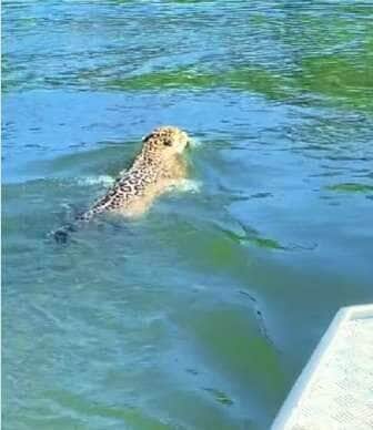 A majestosa felina mostrou habilidade digna de atleta olímpico ao nadar ao lado de uma embarcação, arrancando suspiros e aplausos de quem assistia à cena única na natureza.