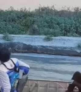 Onça-pintada surpreende turistas com disparada cinematográfica no Pantanal