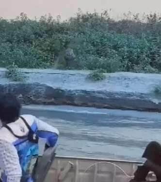 Onça-pintada surpreende turistas com disparada cinematográfica no Pantanal