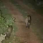 Em passeio turístico, guia flagra a onça-pintada ‘Nina’ caminhando com seus filhotes em Poconé; registro raro emociona visitantes dos EUA e Tanzânia e mostra a força da maternidade selvagem.