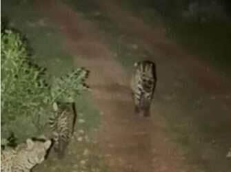 Em passeio turístico, guia flagra a onça-pintada ‘Nina’ caminhando com seus filhotes em Poconé; registro raro emociona visitantes dos EUA e Tanzânia e mostra a força da maternidade selvagem.