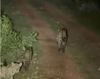 Em passeio turístico, guia flagra a onça-pintada ‘Nina’ caminhando com seus filhotes em Poconé; registro raro emociona visitantes dos EUA e Tanzânia e mostra a força da maternidade selvagem.