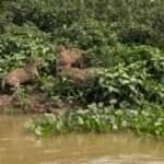 Luta de 3 onças e uma quarta espiando vira espetáculo no Pantanal