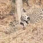Em rara e emocionante filmagem, uma onça-pintada é vista lambendo, acariciando e protegendo seu filhote com ternura no coração da floresta, revelando o lado mais doce da vida selvagem.