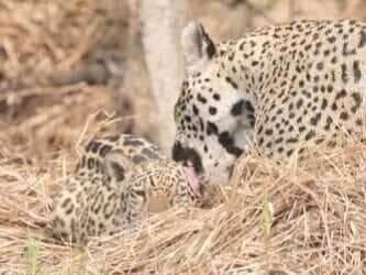 Em rara e emocionante filmagem, uma onça-pintada é vista lambendo, acariciando e protegendo seu filhote com ternura no coração da floresta, revelando o lado mais doce da vida selvagem.