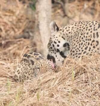 Em rara e emocionante filmagem, uma onça-pintada é vista lambendo, acariciando e protegendo seu filhote com ternura no coração da floresta, revelando o lado mais doce da vida selvagem.