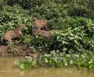 Luta de 3 onças e uma quarta espiando vira espetáculo no Pantanal