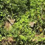 Em um dos encontros mais emocionantes da natureza, visitantes do Passo do Lontra, em Corumbá (MS), testemunham o esplendor selvagem de duas onças-pintadas em seu habitat natural. Um registro para guardar na alma — e na galeria do celular.