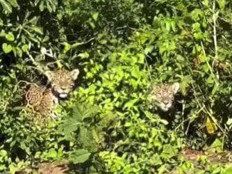 Em um dos encontros mais emocionantes da natureza, visitantes do Passo do Lontra, em Corumbá (MS), testemunham o esplendor selvagem de duas onças-pintadas em seu habitat natural. Um registro para guardar na alma — e na galeria do celular.