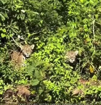 Em um dos encontros mais emocionantes da natureza, visitantes do Passo do Lontra, em Corumbá (MS), testemunham o esplendor selvagem de duas onças-pintadas em seu habitat natural. Um registro para guardar na alma — e na galeria do celular.