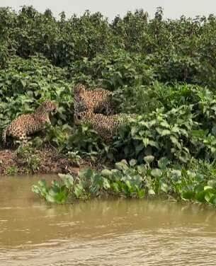 Luta de 3 onças e uma quarta espiando vira espetáculo no Pantanal