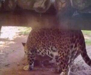 O comportamento surpreendente das onças-pintadas intrigou internautas e foi explicado pelo biólogo Henrique Abrahão, que destacou o instinto natural por trás dessa atitude curiosa