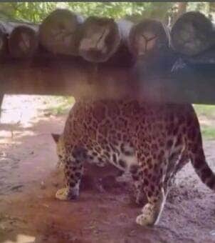 O comportamento surpreendente das onças-pintadas intrigou internautas e foi explicado pelo biólogo Henrique Abrahão, que destacou o instinto natural por trás dessa atitude curiosa