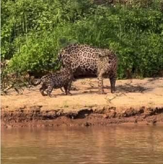 Entre Mordidas e Lambidas: Mamãe Onça Mostra Amor em Cena Inédita na Natureza