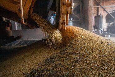 Colheita de soja, soja, grãos