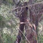 Com movimentos precisos e corpo musculoso, a maior serpente do planeta dá um show de agilidade ao subir uma árvore — e o barulho dos galhos não deixa dúvidas sobre seu tamanho!