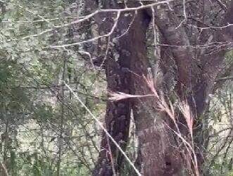 Com movimentos precisos e corpo musculoso, a maior serpente do planeta dá um show de agilidade ao subir uma árvore — e o barulho dos galhos não deixa dúvidas sobre seu tamanho!