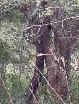 Com movimentos precisos e corpo musculoso, a maior serpente do planeta dá um show de agilidade ao subir uma árvore — e o barulho dos galhos não deixa dúvidas sobre seu tamanho!