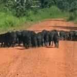 Cena inusitada aconteceu na zona rural, onde dezenas de porcos-do-mato tomaram conta da estrada, deixando motorista e passageira sem palavras. O registro encantador e selvagem viralizou nas redes.
