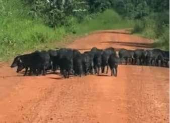 Cena inusitada aconteceu na zona rural, onde dezenas de porcos-do-mato tomaram conta da estrada, deixando motorista e passageira sem palavras. O registro encantador e selvagem viralizou nas redes.